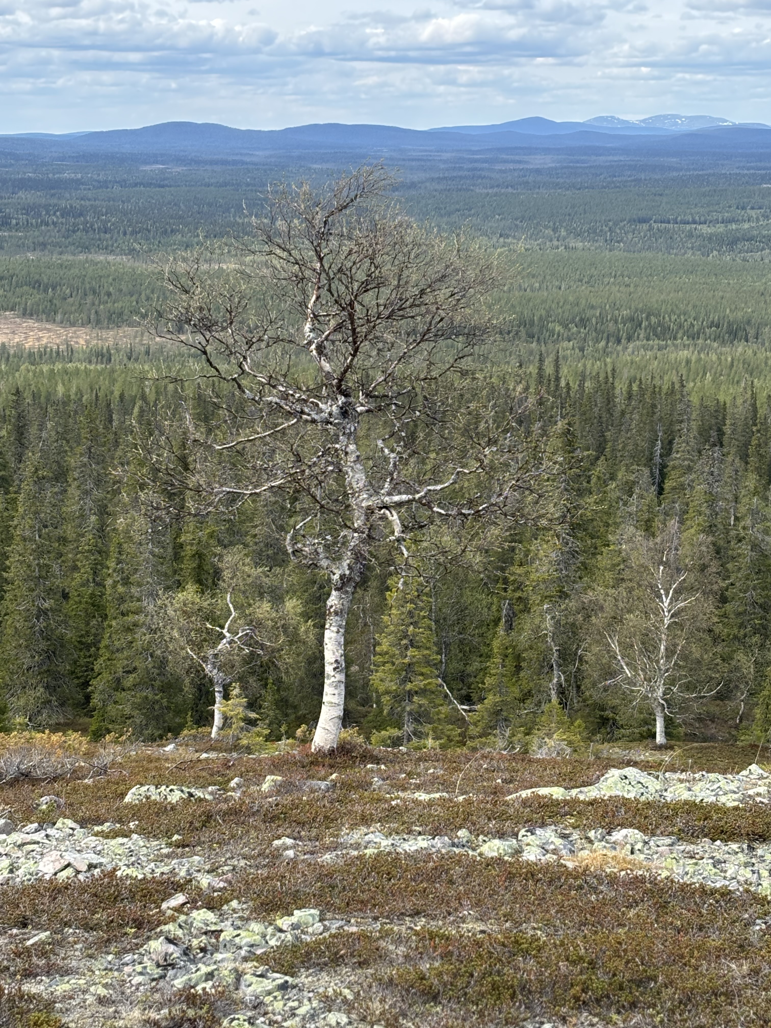 Experiential Pedagogy in Nature: A Collaborative Learning Journey in Finnish Lapland course's cover image